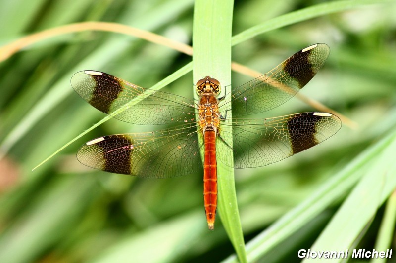 Serie di Libellulidae del Parco del Ticino